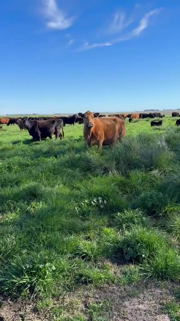 Mandria Black Angus al pascolo nelle Pampas